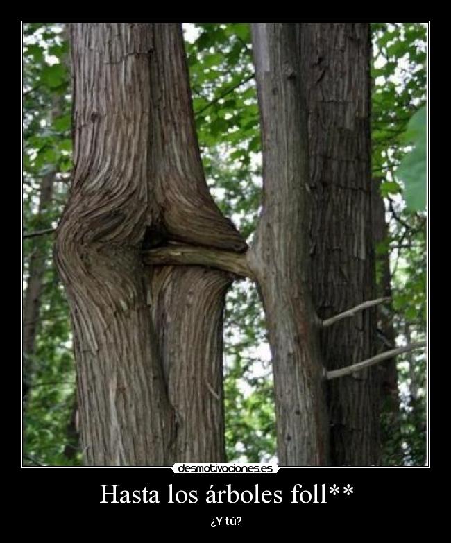 Hasta los árboles foll** -