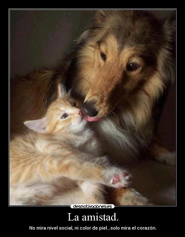La amistad. -