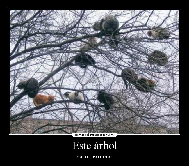 Este árbol -
