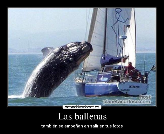 Las ballenas -