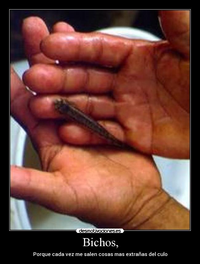 Bichos, - 