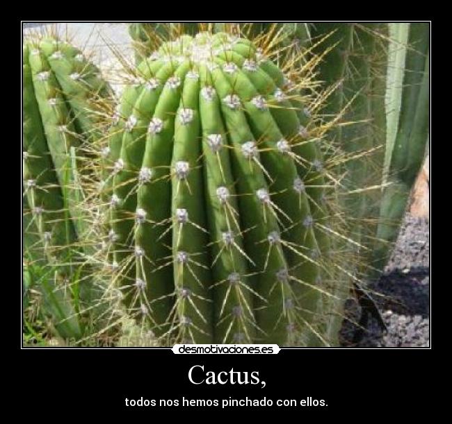 Cactus, - todos nos hemos pinchado con ellos.