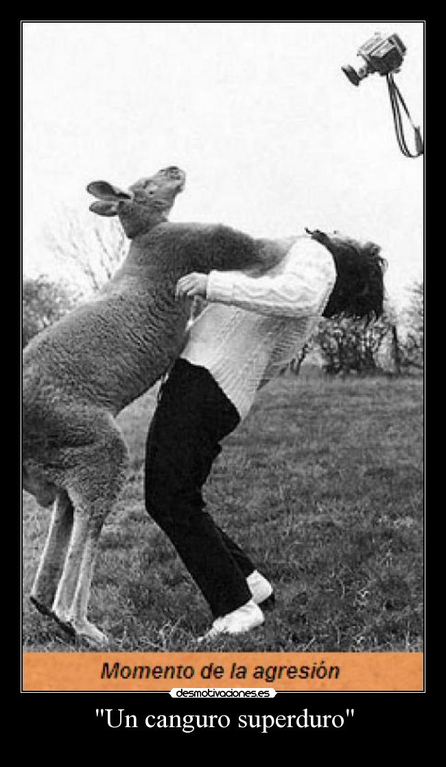 Un canguro superduro - 