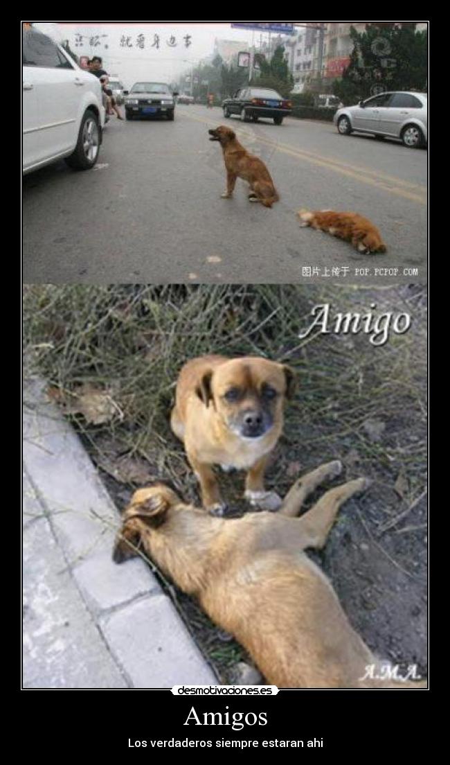 Amigos - 