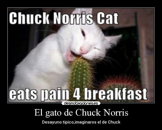 El gato de Chuck Norris - 