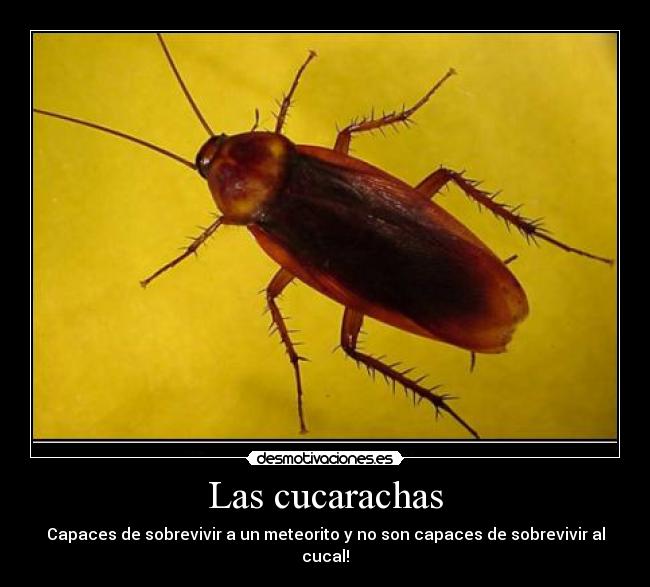 Las cucarachas - 