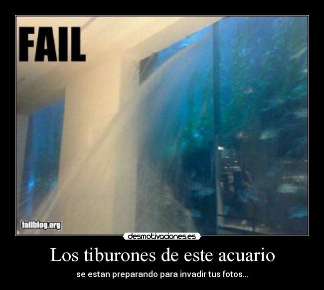 carteles tiburon acuario pez fail agua cristal fotos preparar desmotivaciones
