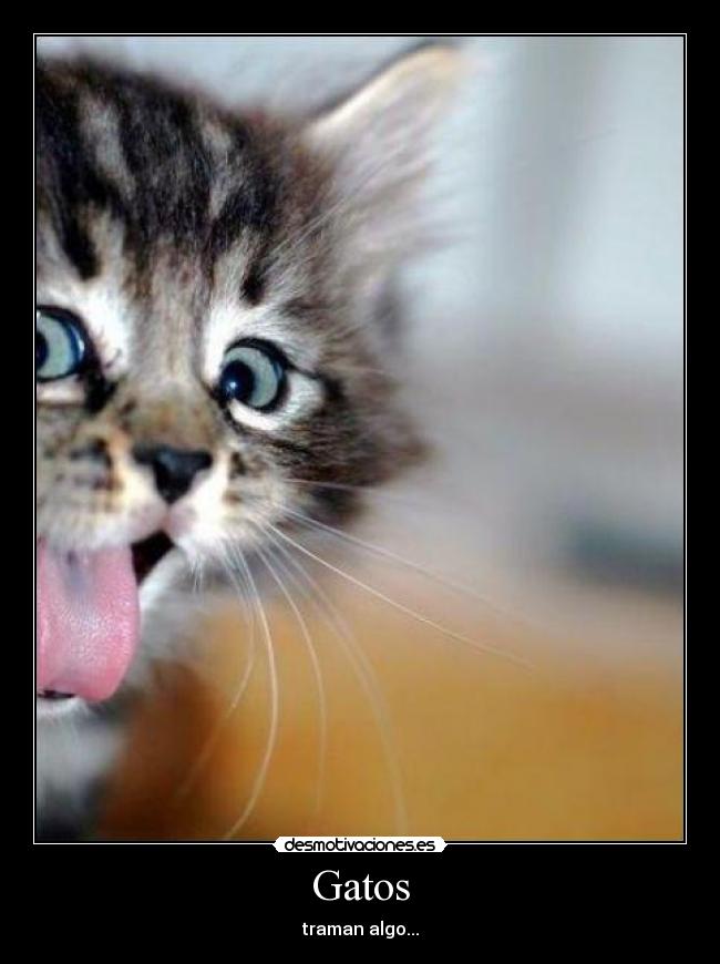 Gatos -