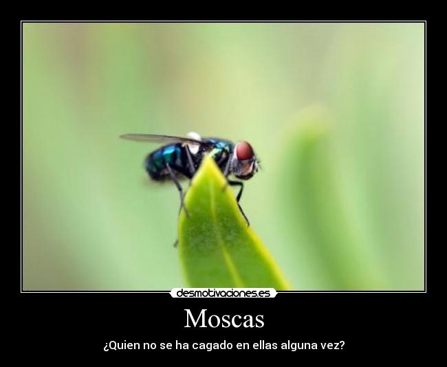 Moscas - 