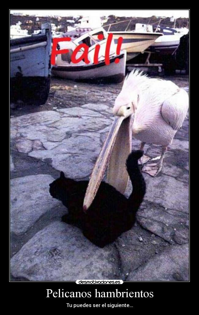 Pelicanos hambrientos - 