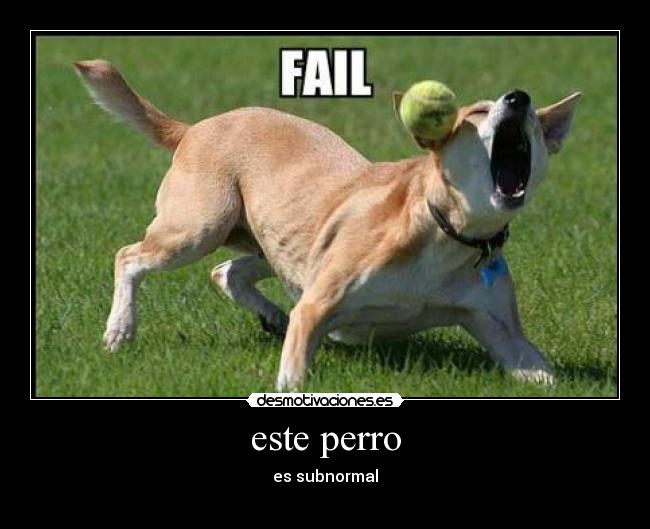 este perro - es subnormal
