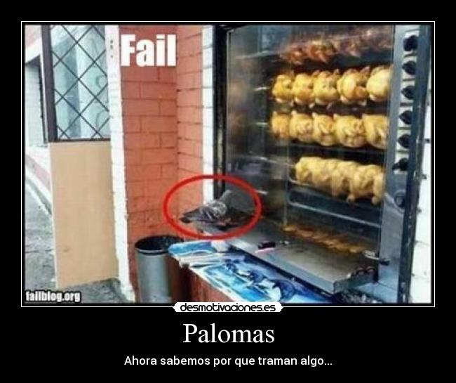 Palomas - Ahora sabemos por que traman algo...