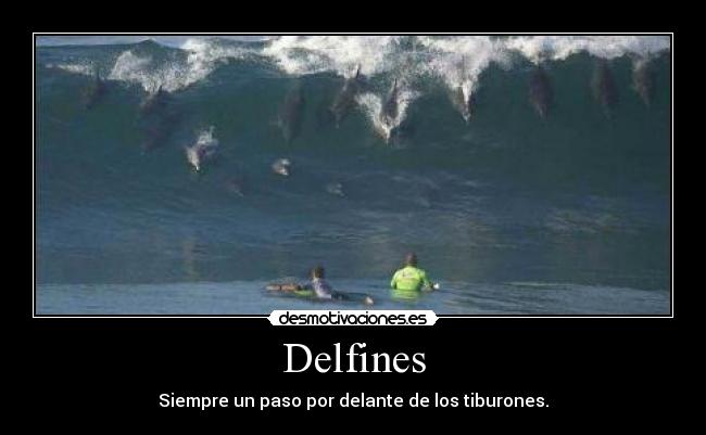 Delfines - Siempre un paso por delante de los tiburones.
