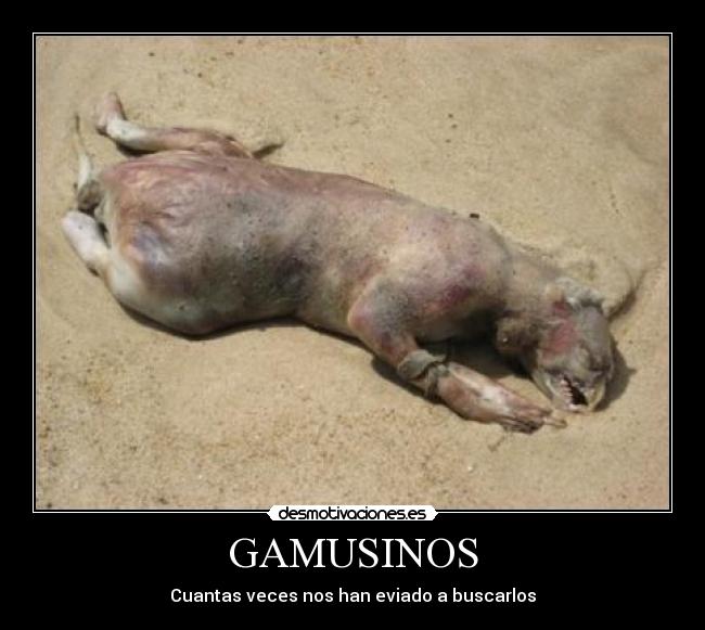 GAMUSINOS -