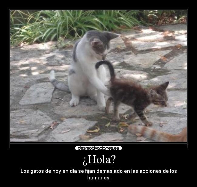 ¿Hola? - 