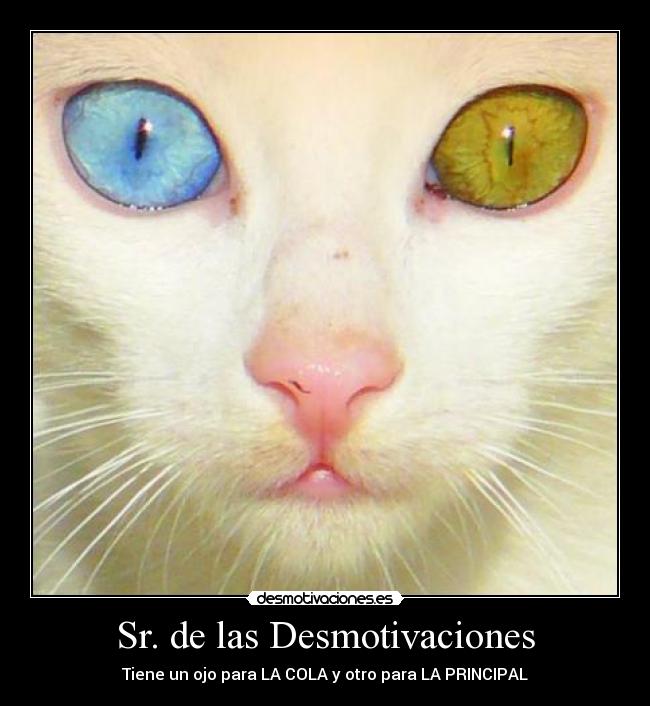 Sr. de las Desmotivaciones - Tiene un ojo para LA COLA y otro para LA PRINCIPAL