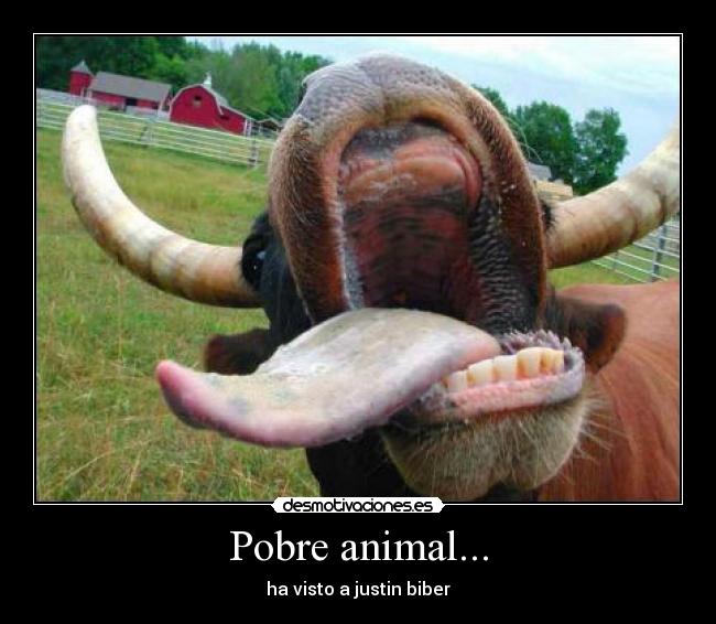 Pobre animal... -