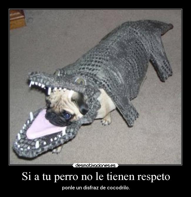 Si a tu perro no le tienen respeto -