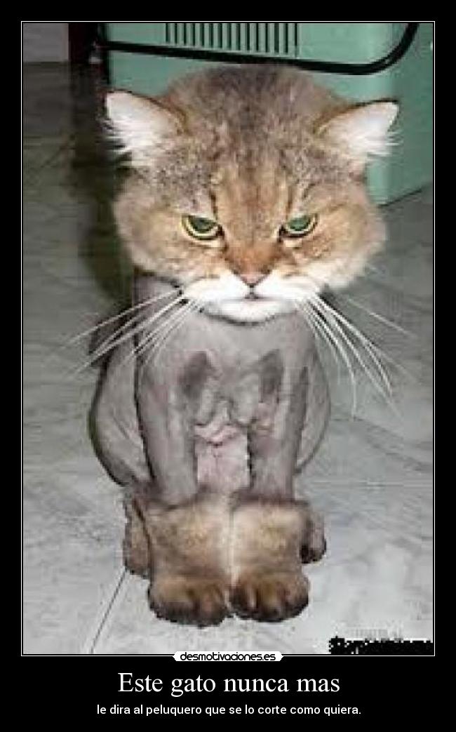 Este gato nunca mas -