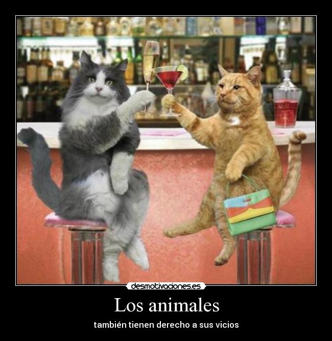 carteles animales animales desmotivaciones