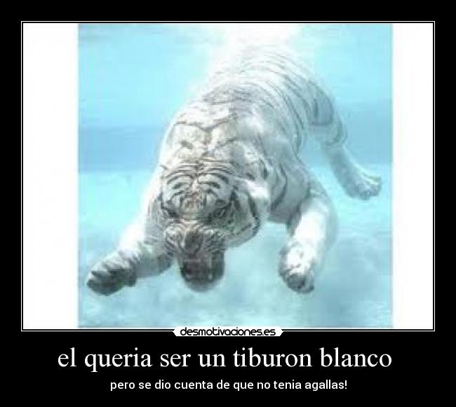 el queria ser un tiburon blanco -