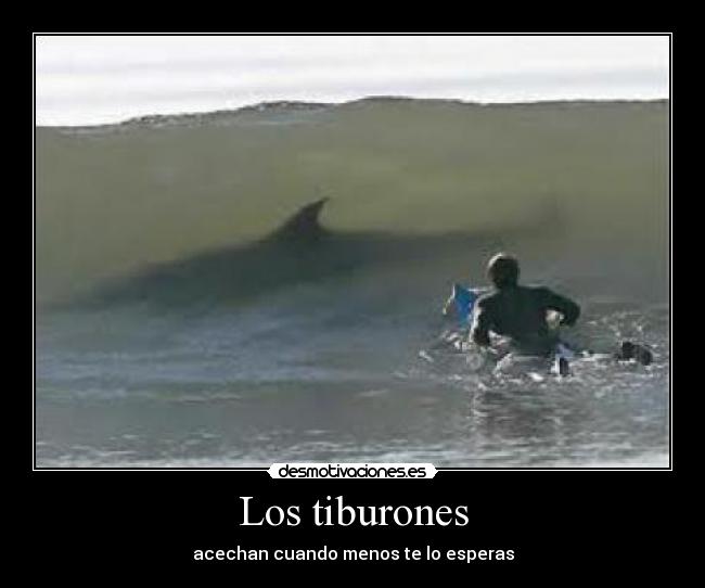 Los tiburones - 