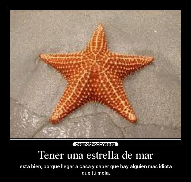 Tener una estrella de mar - 