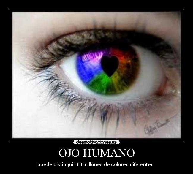 OJO HUMANO - puede distinguir 10 millones de colores diferentes.