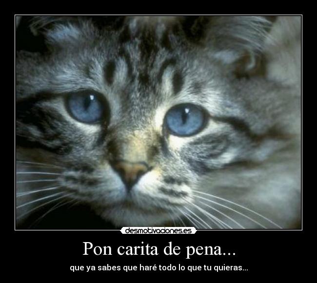 Pon carita de pena... - 