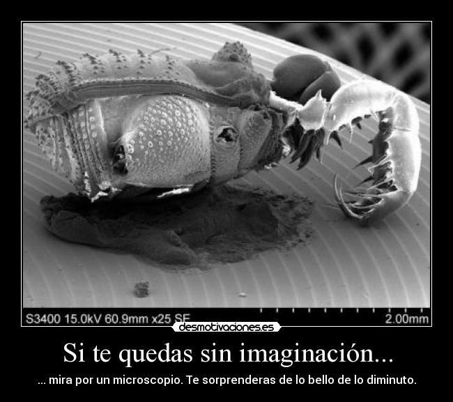 Si te quedas sin imaginación... - ... mira por un microscopio. Te sorprenderas de lo bello de lo diminuto.