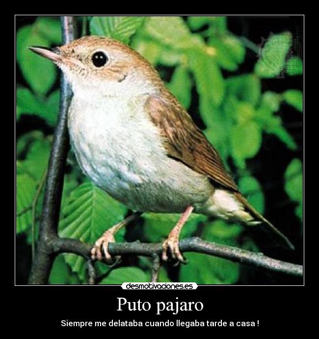 Puto pajaro - Siempre me delataba cuando llegaba tarde a casa !