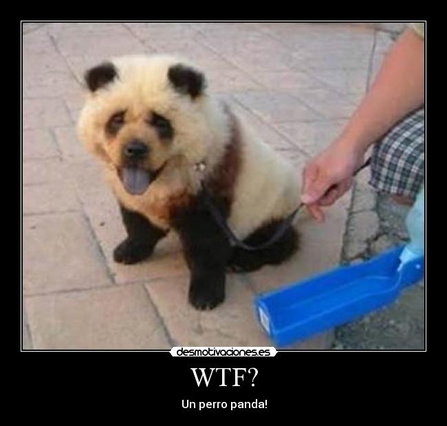 WTF? - Un perro panda!