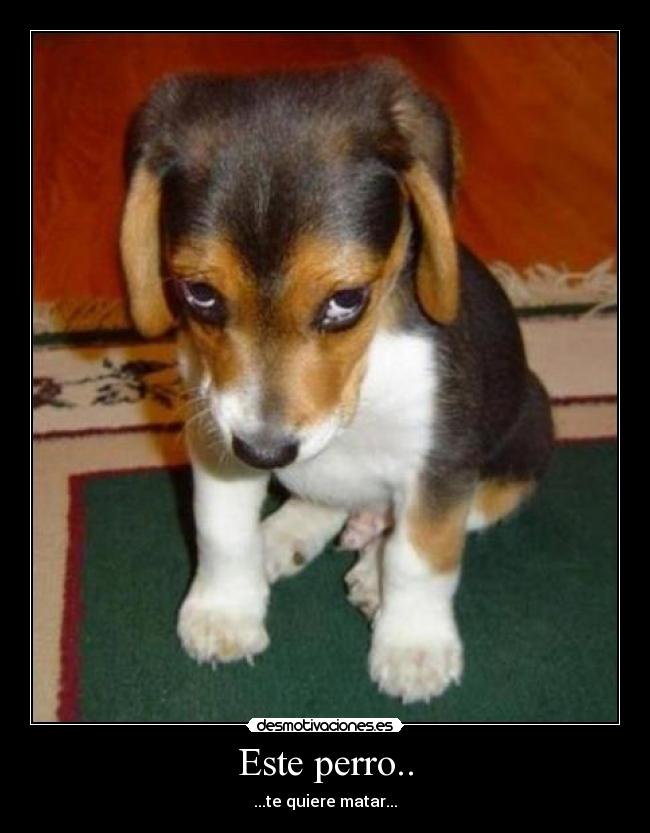 Este perro.. -