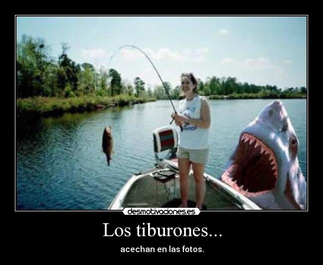 Los tiburones... - acechan en las fotos.