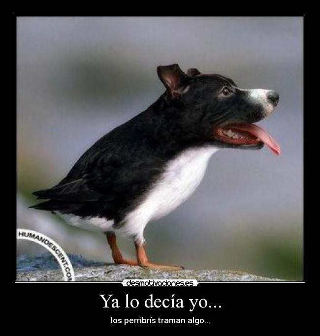 Ya lo decía yo... -