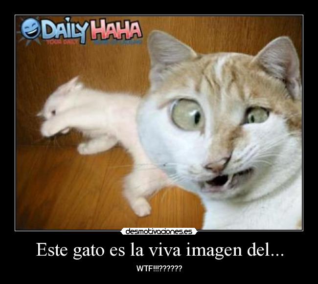 Este gato es la viva imagen del... - WTF!!!??????