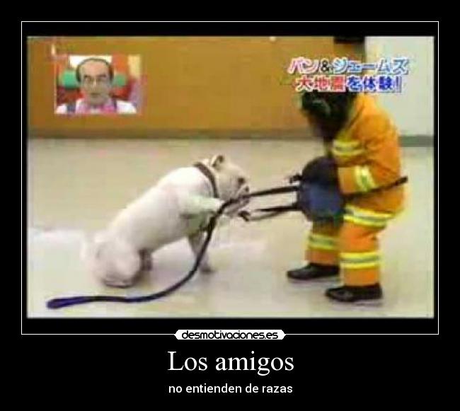 Los amigos - no entienden de razas