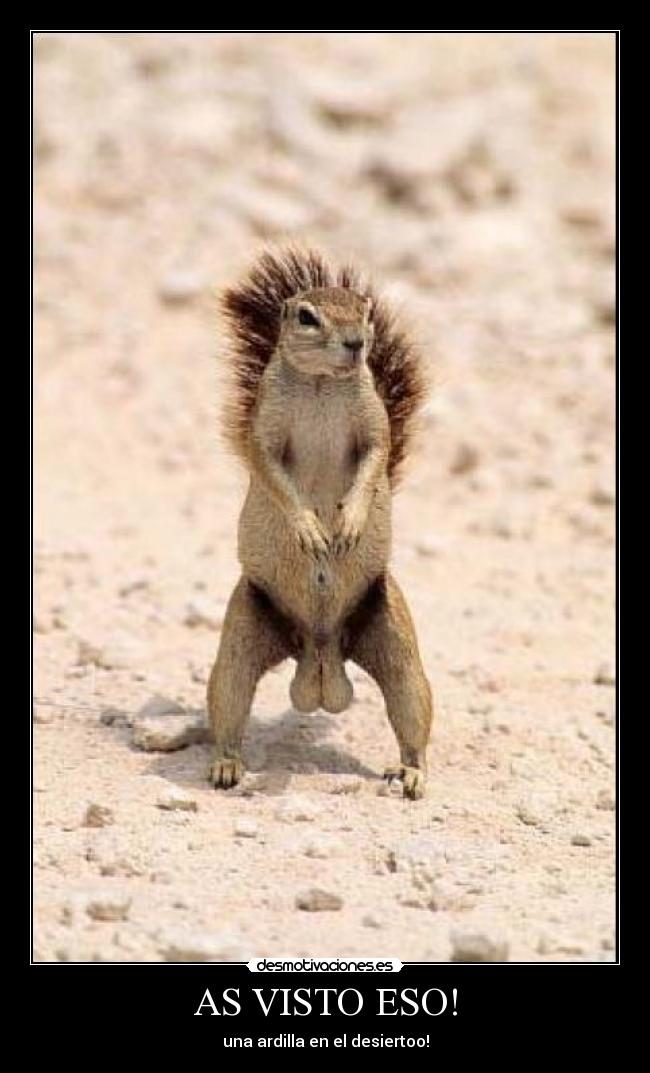 AS VISTO ESO! - una ardilla en el desiertoo!