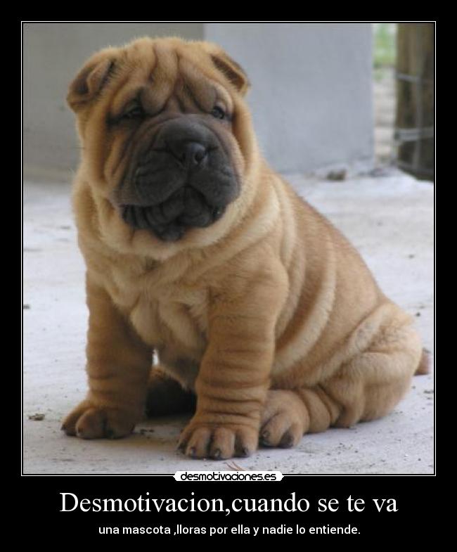 carteles mascota perro desmotivaciones