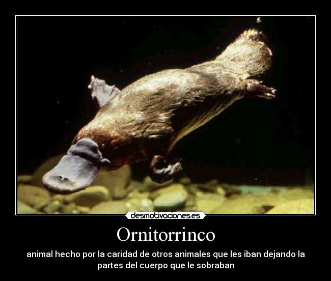 Ornitorrinco - animal hecho por la caridad de otros animales que les iban dejando la
partes del cuerpo que le sobraban