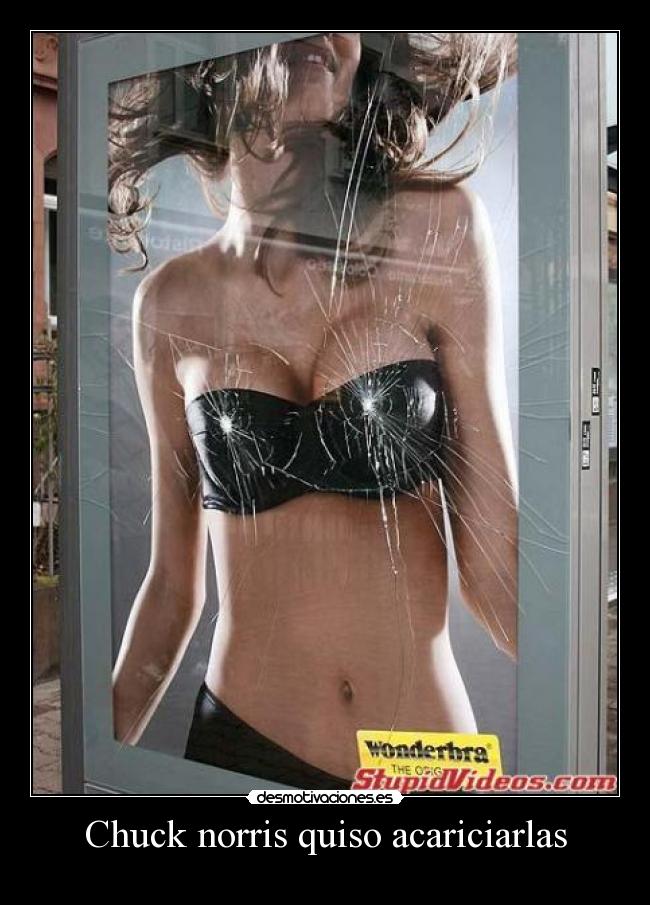 Chuck norris quiso acariciarlas - 