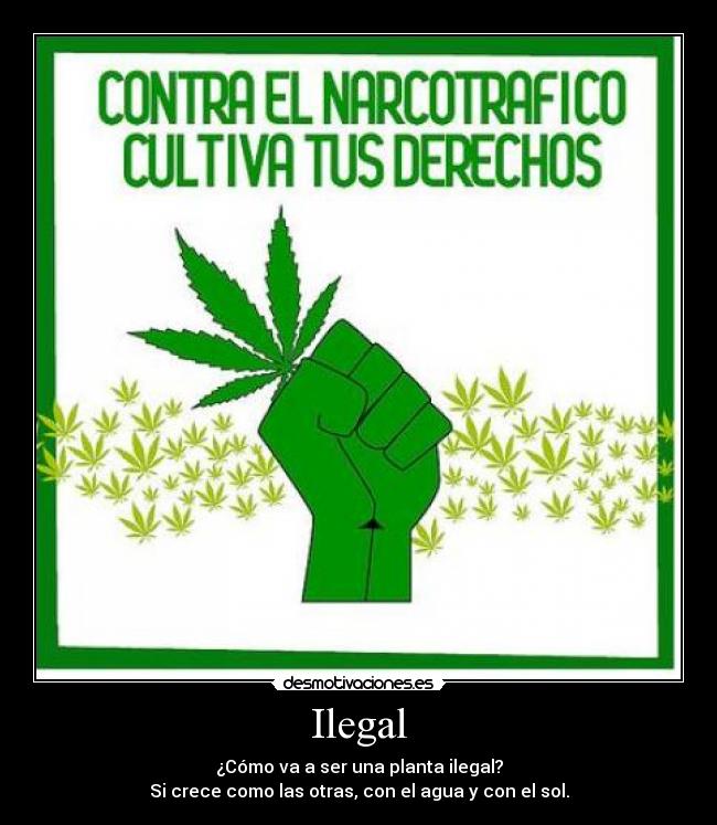 Ilegal - ¿Cómo va a ser una planta ilegal?
Si crece como las otras, con el agua y con el sol.