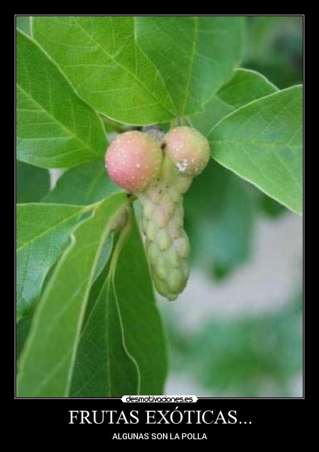 FRUTAS EXÓTICAS... - ALGUNAS SON LA POLLA