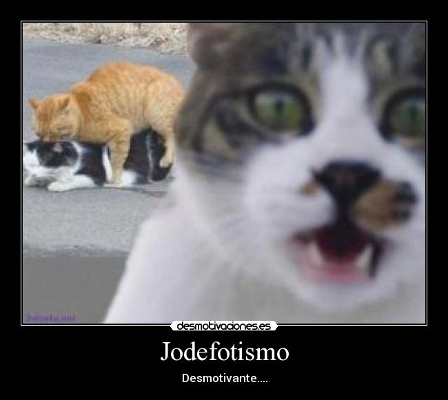 carteles gatos locos desmotivaciones