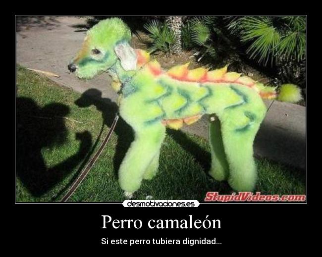 Perro camaleón -