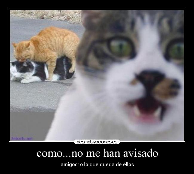 como...no me han avisado - amigos: o lo que queda de ellos