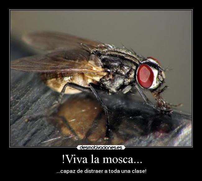 !Viva la mosca... - 