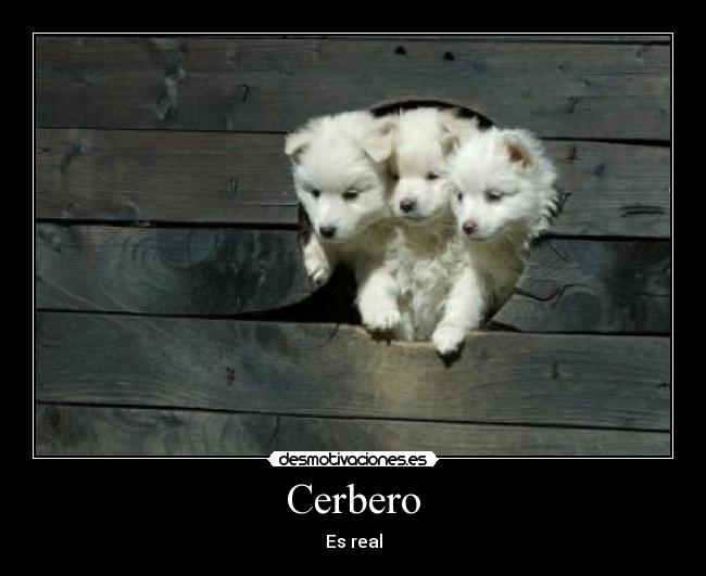Cerbero - 