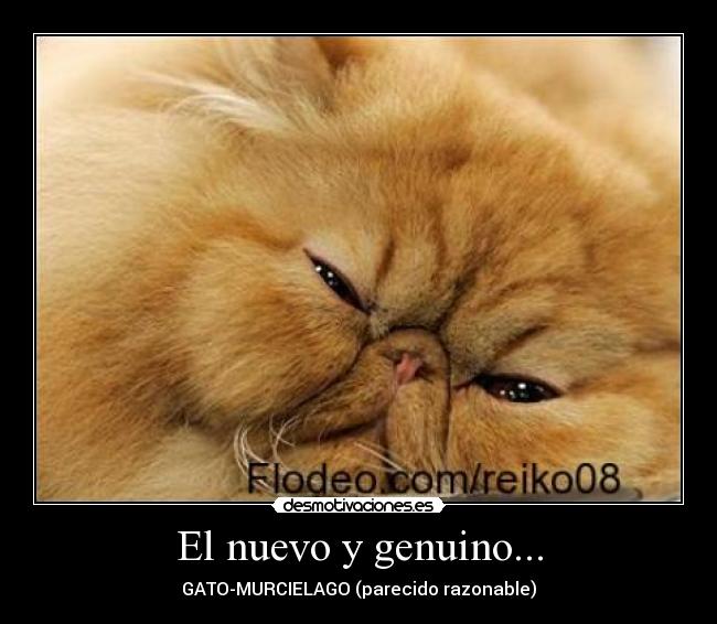 El nuevo y genuino... - GATO-MURCIELAGO (parecido razonable)
