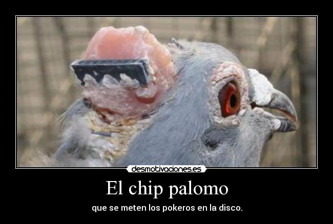 carteles paloma cabeza chip pokero desmotivaciones